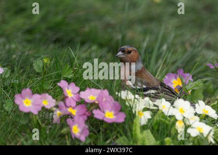 Zaffinch comune maschile (Fringilla coelebs) che si forgia in un prato primaverile, Baden-Wuerttemberg, Germania Foto Stock