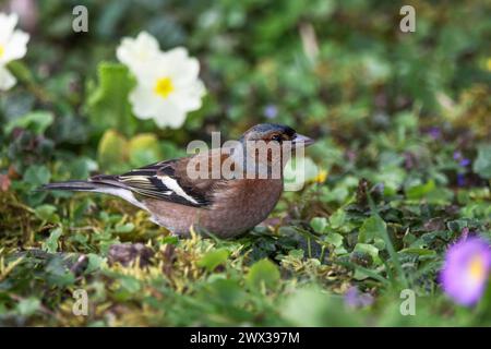 Zaffinch comune maschile (Fringilla coelebs) che si forgia in un prato primaverile, Baden-Wuerttemberg, Germania Foto Stock