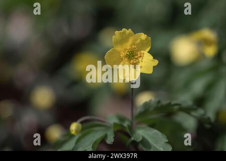 Anemone giallo (Anamone ranunculoides), Bad Iburg, bassa Sassonia, Germania Foto Stock