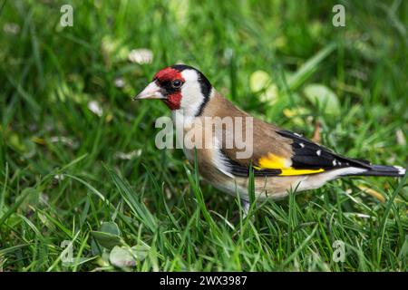 European goldfinch (Carduelis carduelis) in cerca di cibo nel prato primaverile, Baden-Wuerttemberg, Germania Foto Stock