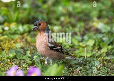 Zaffinch comune maschile (Fringilla coelebs) che si forgia in un prato primaverile, Baden-Wuerttemberg, Germania Foto Stock