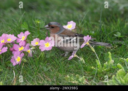 Zaffinch comune maschile (Fringilla coelebs) che si forgia su primrose fiorite in un prato primaverile, Baden-Wuerttemberg, Germania Foto Stock