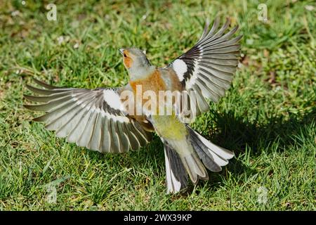 Chaffinch maschio con ali aperte in erba verde da dietro Foto Stock