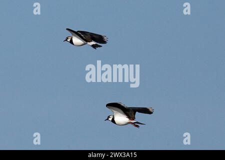 Lapwing due uccelli con ali aperte che volano fianco a fianco guardando a sinistra davanti al cielo blu Foto Stock