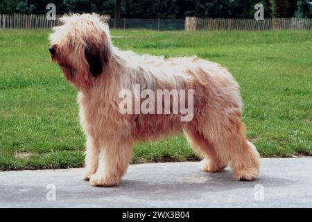 Briard Cream era di lato Foto Stock