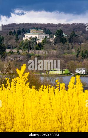 Cespugli di forsythia fioriti, coltivati da un vivaio di alberi, a Essen Fischlaken, in primavera, marzo, ancora poca vegetazione verde, sopra il lago Baldeney, nel Foto Stock