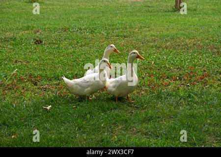 Parco botanico di Bursa, Turchia Foto Stock