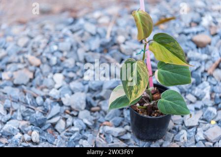 Philodendron Hederaceum (micans) varigato nella pentola Foto Stock