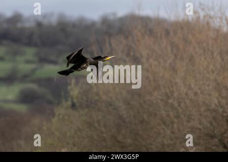 Un carbo di Cormorano Phalacrocorax adulto che decolla da una laguna costiera sullo sfondo di alberi con goccioline d'acqua che cadono dalla coda Foto Stock