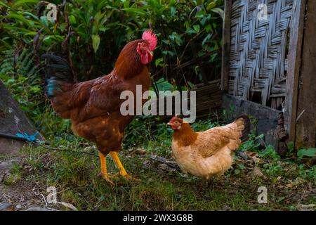 Polli locali liberi che vagano nella fattoria biologica nel villaggio himalayano del Nepal Foto Stock