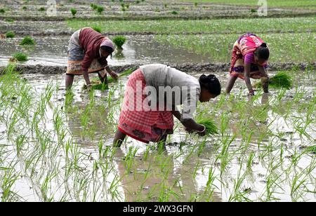 Il remoto villaggio di donne indiane lavora nel risaie del Bengala Occidentale in India. Foto Stock