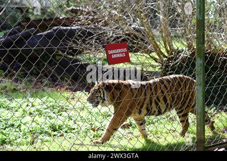 Una tigre di Sumatra accanto a un cartello di animali pericolosi sulla recinzione del suo recinto allo zoo di Paignton. Foto Stock