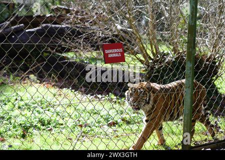 Una tigre di Sumatra accanto a un cartello di animali pericolosi sulla recinzione del suo recinto allo zoo di Paignton. Foto Stock