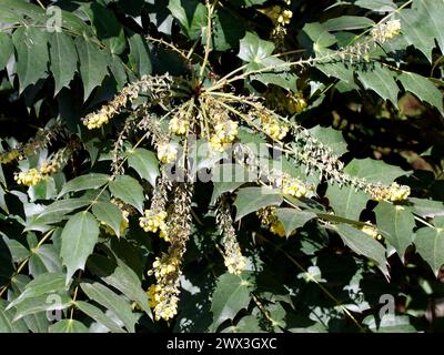 Mahonia in foglia di cuoio, Barberry di Beale, Beals Mahonie, Berberis bealei, törzses mahónia, Ungheria, Magyarország, Europa Foto Stock