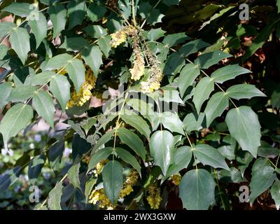 Mahonia in foglia di cuoio, Barberry di Beale, Beals Mahonie, Berberis bealei, törzses mahónia, Ungheria, Magyarország, Europa Foto Stock