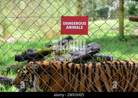 Una tigre di Sumatra accanto a un cartello di animali pericolosi sulla recinzione del suo recinto allo zoo di Paignton. Foto Stock