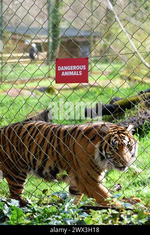 Una tigre di Sumatra accanto a un cartello di animali pericolosi sulla recinzione del suo recinto allo zoo di Paignton. Foto Stock