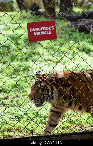 Una tigre di Sumatra accanto a un cartello di animali pericolosi sulla recinzione del suo recinto allo zoo di Paignton. Foto Stock