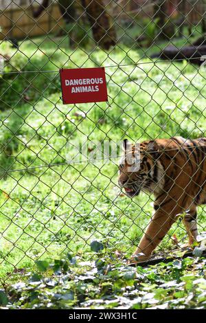 Una tigre di Sumatra accanto a un cartello di animali pericolosi sulla recinzione del suo recinto allo zoo di Paignton. Foto Stock