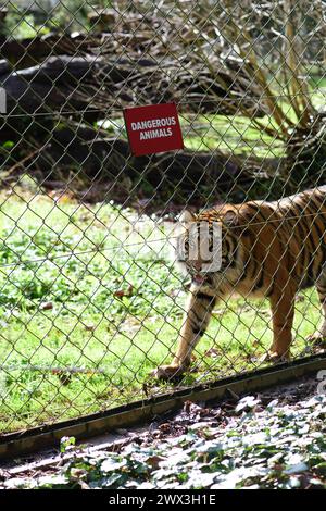 Una tigre di Sumatra accanto a un cartello di animali pericolosi sulla recinzione del suo recinto allo zoo di Paignton. Foto Stock