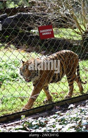 Una tigre di Sumatra accanto a un cartello di animali pericolosi sulla recinzione del suo recinto allo zoo di Paignton. Foto Stock