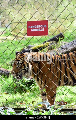 Una tigre di Sumatra accanto a un cartello di animali pericolosi sulla recinzione del suo recinto allo zoo di Paignton. Foto Stock