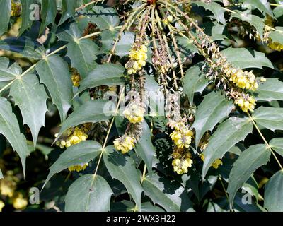 Mahonia in foglia di cuoio, Barberry di Beale, Beals Mahonie, Berberis bealei, törzses mahónia, Ungheria, Magyarország, Europa Foto Stock