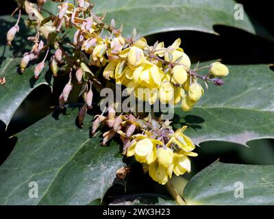 Mahonia in foglia di cuoio, Barberry di Beale, Beals Mahonie, Berberis bealei, törzses mahónia, Ungheria, Magyarország, Europa Foto Stock