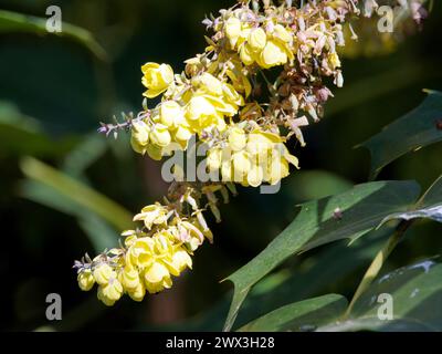 Mahonia in foglia di cuoio, Barberry di Beale, Beals Mahonie, Berberis bealei, törzses mahónia, Ungheria, Magyarország, Europa Foto Stock