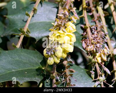 Mahonia in foglia di cuoio, Barberry di Beale, Beals Mahonie, Berberis bealei, törzses mahónia, Ungheria, Magyarország, Europa Foto Stock