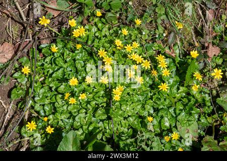 Celandina minore (Ficaria verna), un'erba a bassa crescita o un fiore selvatico con fiori gialli nel bosco durante la primavera o marzo, Inghilterra, Regno Unito Foto Stock