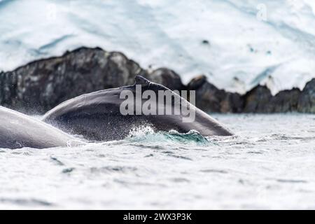 Primo piano della schiena e della pinna dorsale di una megattera subacquea - Megaptera novaeangliae. Immagine scattata nel passaggio Graham, vicino a Charlotte Bay, Penisola Antartica Foto Stock