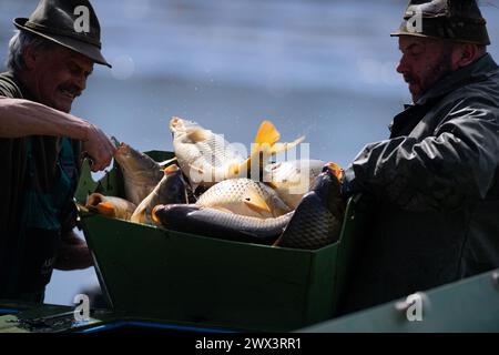 Svebohy, Horni Stropnice. 27 marzo 2024. Pescatori durante una pesca tradizionale primaverile dello stagno Kralovsky (Royal), a Svebohy, Horni Stropnice, Repubblica Ceca, marzo 27, 2024. credito: Vaclav Pancer/CTK Photo/Alamy Live News Foto Stock