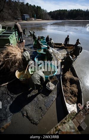 Svebohy, Horni Stropnice. 27 marzo 2024. Pescatori durante una pesca tradizionale primaverile dello stagno Kralovsky (Royal), a Svebohy, Horni Stropnice, Repubblica Ceca, marzo 27, 2024. credito: Vaclav Pancer/CTK Photo/Alamy Live News Foto Stock