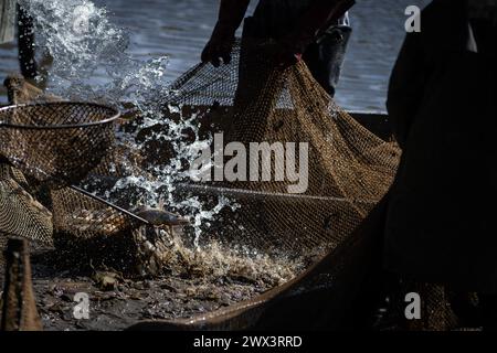 Svebohy, Horni Stropnice. 27 marzo 2024. Pescatori durante una pesca tradizionale primaverile dello stagno Kralovsky (Royal), a Svebohy, Horni Stropnice, Repubblica Ceca, marzo 27, 2024. credito: Vaclav Pancer/CTK Photo/Alamy Live News Foto Stock