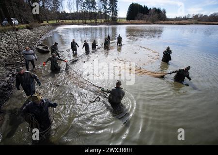 Svebohy, Horni Stropnice. 27 marzo 2024. Pescatori durante una pesca tradizionale primaverile dello stagno Kralovsky (Royal), a Svebohy, Horni Stropnice, Repubblica Ceca, marzo 27, 2024. credito: Vaclav Pancer/CTK Photo/Alamy Live News Foto Stock