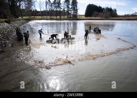 Svebohy, Horni Stropnice. 27 marzo 2024. Pescatori durante una pesca tradizionale primaverile dello stagno Kralovsky (Royal), a Svebohy, Horni Stropnice, Repubblica Ceca, marzo 27, 2024. credito: Vaclav Pancer/CTK Photo/Alamy Live News Foto Stock