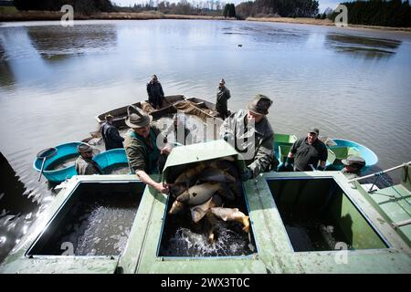 Svebohy, Horni Stropnice. 27 marzo 2024. Pescatori durante una pesca tradizionale primaverile dello stagno Kralovsky (Royal), a Svebohy, Horni Stropnice, Repubblica Ceca, marzo 27, 2024. credito: Vaclav Pancer/CTK Photo/Alamy Live News Foto Stock