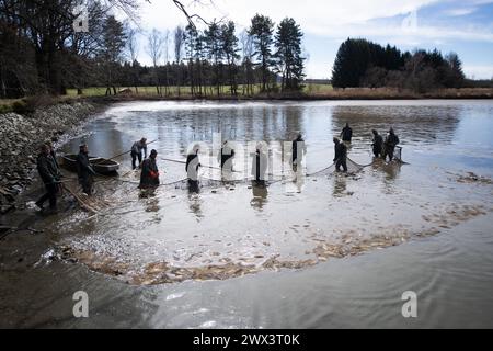 Svebohy, Horni Stropnice. 27 marzo 2024. Pescatori durante una pesca tradizionale primaverile dello stagno Kralovsky (Royal), a Svebohy, Horni Stropnice, Repubblica Ceca, marzo 27, 2024. credito: Vaclav Pancer/CTK Photo/Alamy Live News Foto Stock