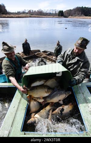 Svebohy, Horni Stropnice. 27 marzo 2024. Pescatori durante una pesca tradizionale primaverile dello stagno Kralovsky (Royal), a Svebohy, Horni Stropnice, Repubblica Ceca, marzo 27, 2024. credito: Vaclav Pancer/CTK Photo/Alamy Live News Foto Stock