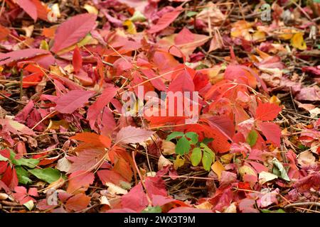 Un ramo di uva selvatica con foglie rosse d'autunno giace sul terreno Foto Stock