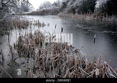 La riserva naturale delle Beeches, congelata con una gelata di capriolo sul toro, corre a Ironbridge, nello Shropshire. Foto Stock