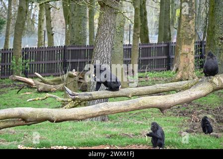 La Foresta delle scimmie aprirà il 29 marzo 2024. La Foresta delle scimmie ospiterà i macachi crestati di Sulawesi , Francois langurs , i visitatori di Whipsnade potranno vedere per la prima volta i macachi crestati di Babirusa e Lowland anoa.Sulawesi e Francois Ian gurs. il nuovo habitat di macachi è il più grande del Regno Unito, con i suoi 11.500 metri, equivalenti a 44 campi da tennis. la Foresta delle scimmie includerà più di 100 alberi. i bambini possono esplorare il sentiero naturale lungo il sentiero ... della Foresta delle Scimmie Foto Stock