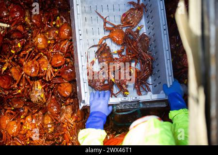 Un legname di granchio scarica il pescato dalla stiva di un peschereccio a New Bedford, Massachusetts, USA il 6 settembre 2023. Foto Stock