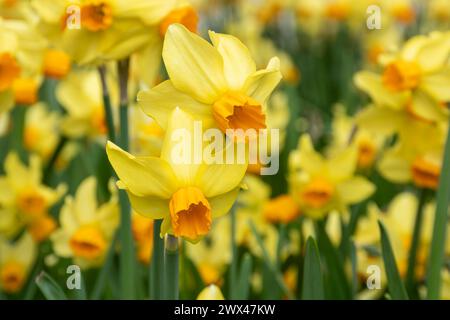 Narcisi Bittern Narcissus, fiori primaverili con petali di giallo canarino luminosi e flauto arancione brillante Foto Stock