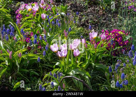 Fiori primaverili in un colorato letto di fiori misti, tra cui tulipani, giacinti dell'uva e primula, Hampshire, Inghilterra, Regno Unito Foto Stock