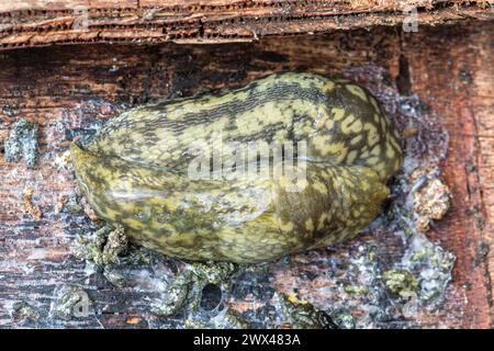 La lumaca leopardata (Limax maximus) è anche chiamata grande lumaca grigia. Un paio di lumache di leopardo in una scatola di legno, Inghilterra, Regno Unito Foto Stock