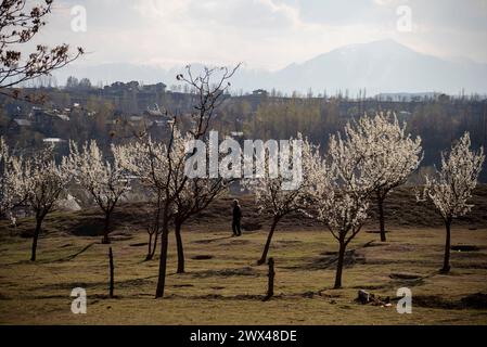 Pulwama, Jammu e Kashmir, India. 27 marzo 2024. Un uomo cammina davanti a mandorli in fiore durante una nuvolosa giornata primaverile a Pulwama. La stagione primaverile in lingua kashmiri si chiama "Sonth". Si estende per un periodo di due mesi, a partire da metà marzo e concludendo a metà maggio. Questa stagione ringiovanisce e dà vita al verde, agli alberi e ai fiori dopo i mesi invernali più freddi. Durante la primavera, le piante iniziano a crescere di nuovo, con nuove piantine che spuntano dal suolo. (Credit Image: © Idrees Abbas/SOPA Images via ZUMA Press Wire) SOLO PER USO EDITORIALE! Non per USO commerciale! Foto Stock