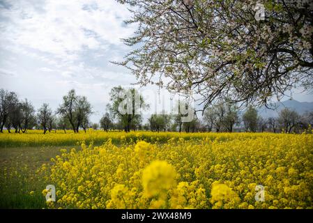 Pulwama, Jammu e Kashmir, India. 27 marzo 2024. Alberi di mandorli e campi di senape sono in fiore durante una nuvolosa giornata primaverile a Pulwama. La stagione primaverile in lingua kashmiri si chiama "Sonth". Si estende per un periodo di due mesi, a partire da metà marzo e concludendo a metà maggio. Questa stagione ringiovanisce e dà vita al verde, agli alberi e ai fiori dopo i mesi invernali più freddi. Durante la primavera, le piante iniziano a crescere di nuovo, con nuove piantine che spuntano dal suolo. (Credit Image: © Idrees Abbas/SOPA Images via ZUMA Press Wire) SOLO PER USO EDITORIALE! Non per USO commerciale! Foto Stock