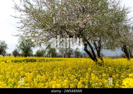 Pulwama, Jammu e Kashmir, India. 27 marzo 2024. Alberi di mandorli e campi di senape sono in fiore durante una nuvolosa giornata primaverile a Pulwama. La stagione primaverile in lingua kashmiri si chiama "Sonth". Si estende per un periodo di due mesi, a partire da metà marzo e concludendo a metà maggio. Questa stagione ringiovanisce e dà vita al verde, agli alberi e ai fiori dopo i mesi invernali più freddi. Durante la primavera, le piante iniziano a crescere di nuovo, con nuove piantine che spuntano dal suolo. (Credit Image: © Idrees Abbas/SOPA Images via ZUMA Press Wire) SOLO PER USO EDITORIALE! Non per USO commerciale! Foto Stock